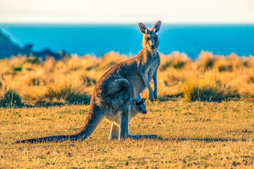 Why Kangaroos have short arms and long legs